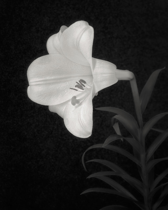 Still Life in Black and White of a Lily - Abstract & Still Life