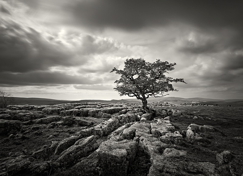 Tree and Limestone Grit
