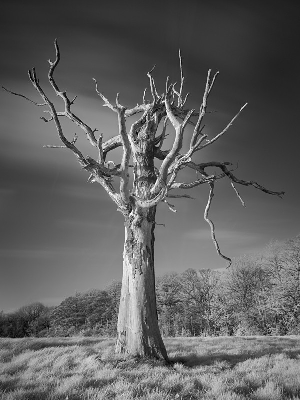 Tree Study in Infrared #3 - Infrared