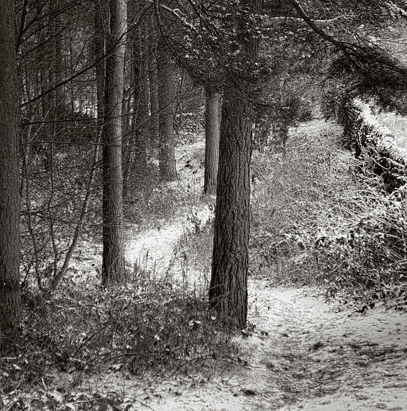 Woodland Path in Winter (square format) - Landscapes
