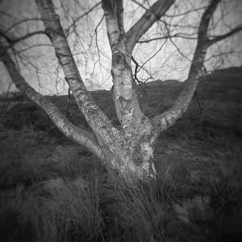 Black and white Photograpth of a Silver Ash Tree on Ilkley Moor West Yorkshire