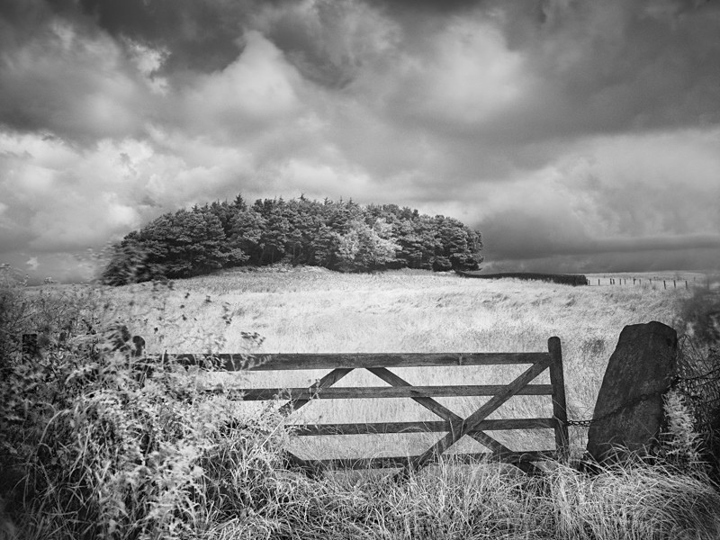 Chained Gate and Coppice, infrared - Infrared