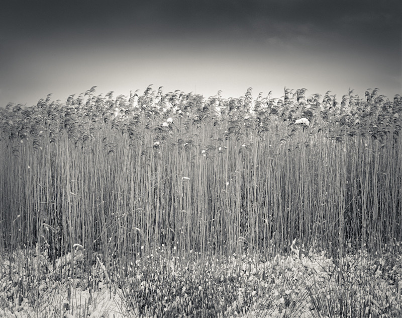 Black & White Photograph Reed Bed High Royds Menstone - Abstract & Still Life