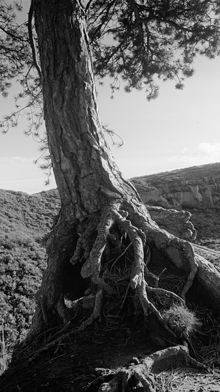 Dry Roots - Landscapes