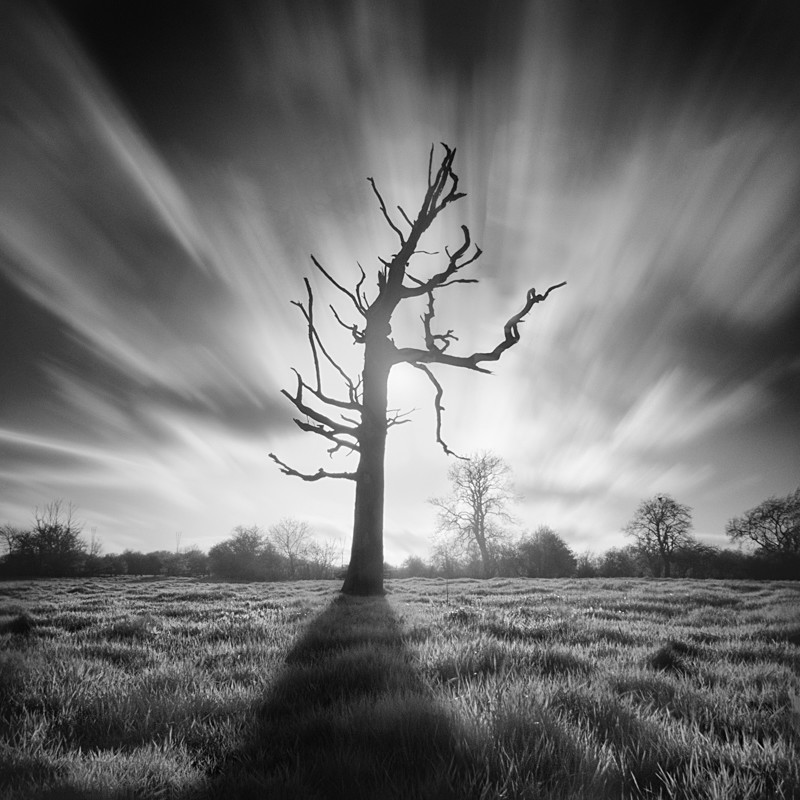Dead tree in Infrared #1 (square format) - Infrared