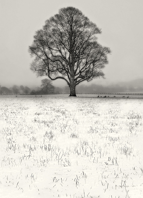 Winter Scene Black and White Photography Ilkley