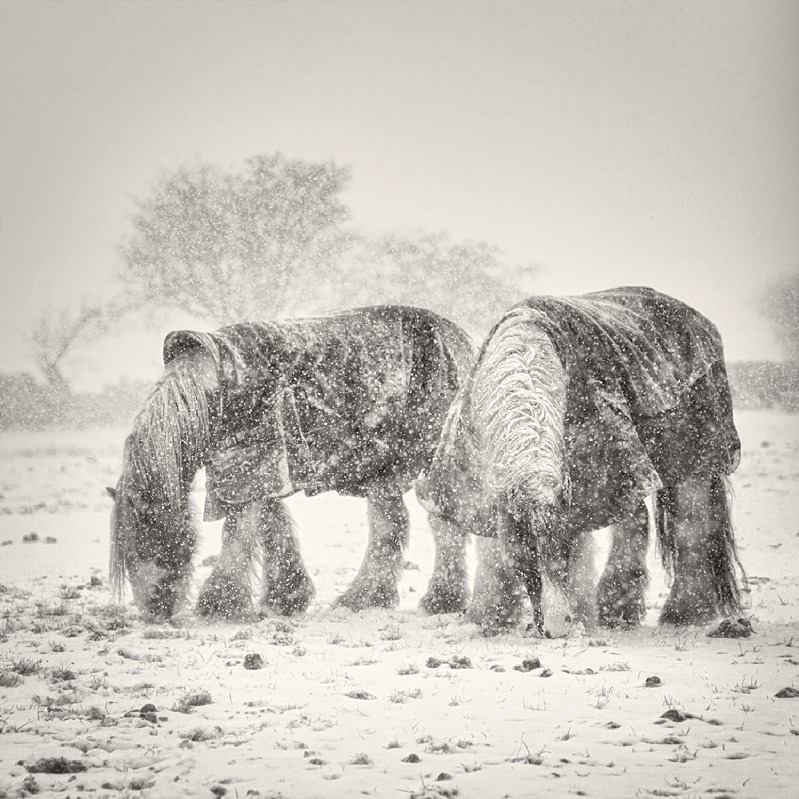 Shire Horse