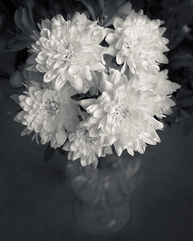 Vase of Flowers Still Life in Black and White - Abstract & Still Life