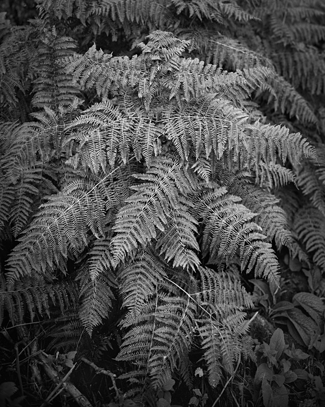 Black and White Photograph of Fern Leaves - Abstract & Still Life