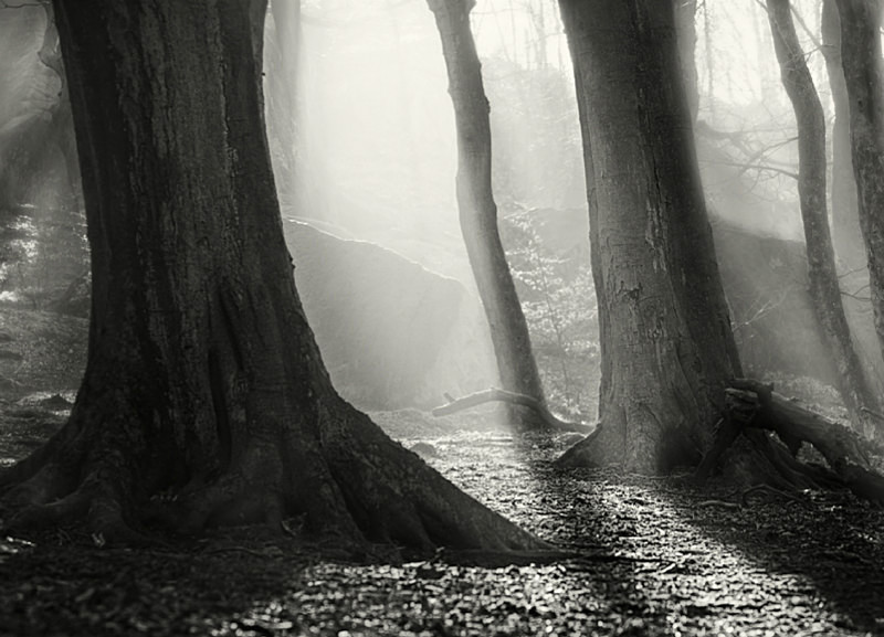 Light and Mist Otley Chevin - Abstract & Still Life