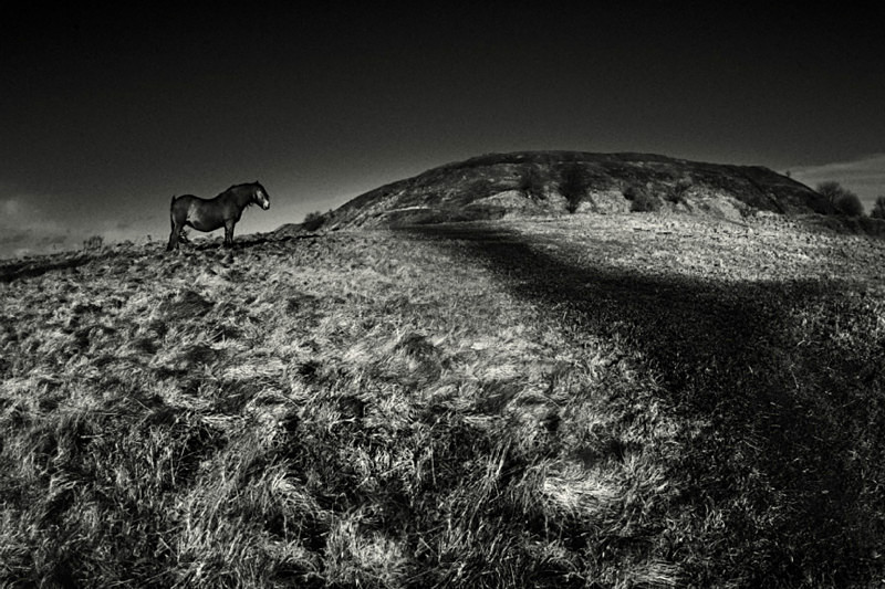 Pony on the Moors