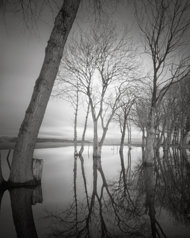 Flooded Field Menston - Trees, Fields and Landscapes