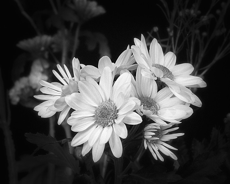 Still Life Photograph of Daisies in Black and White - Abstract & Still Life