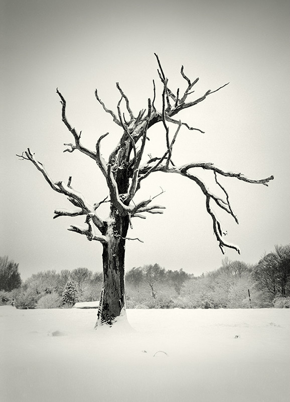 Snow Tree