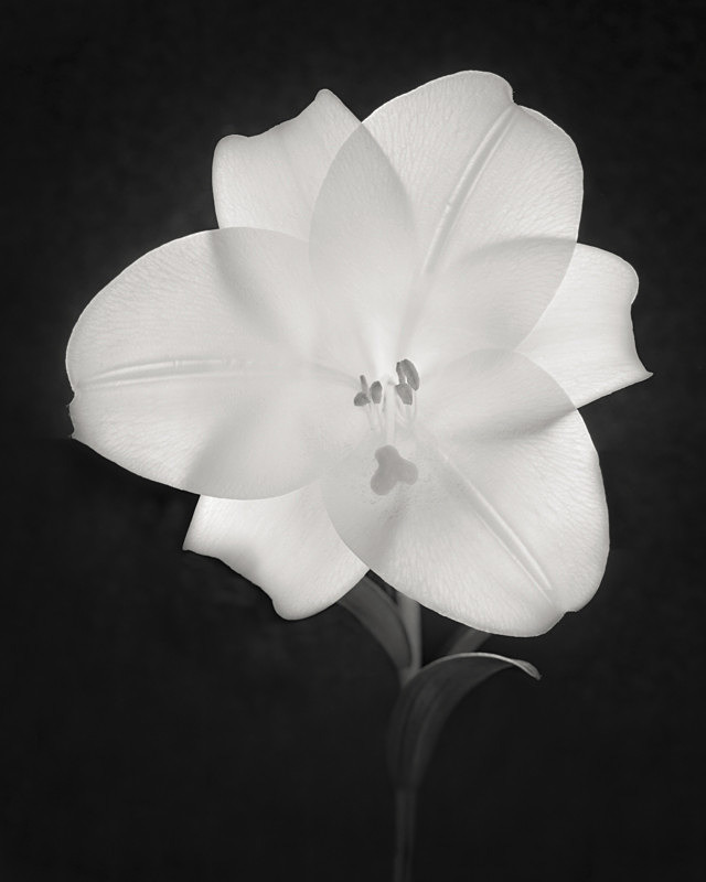 Black and White Photograph of a Lily - Abstract & Still Life