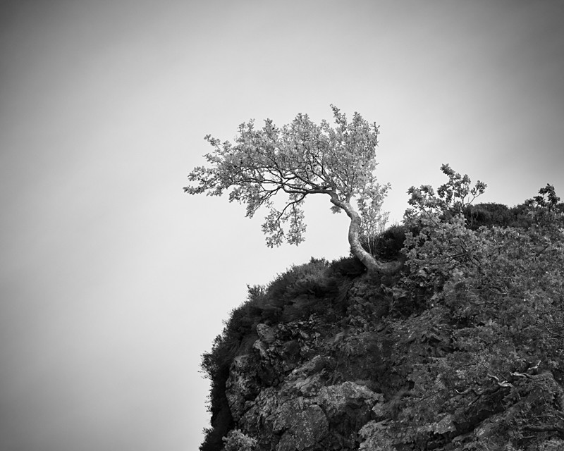 High Tree - Landscapes