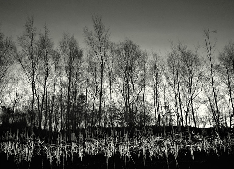 Tree Reflection in Black & White - Abstract & Still Life