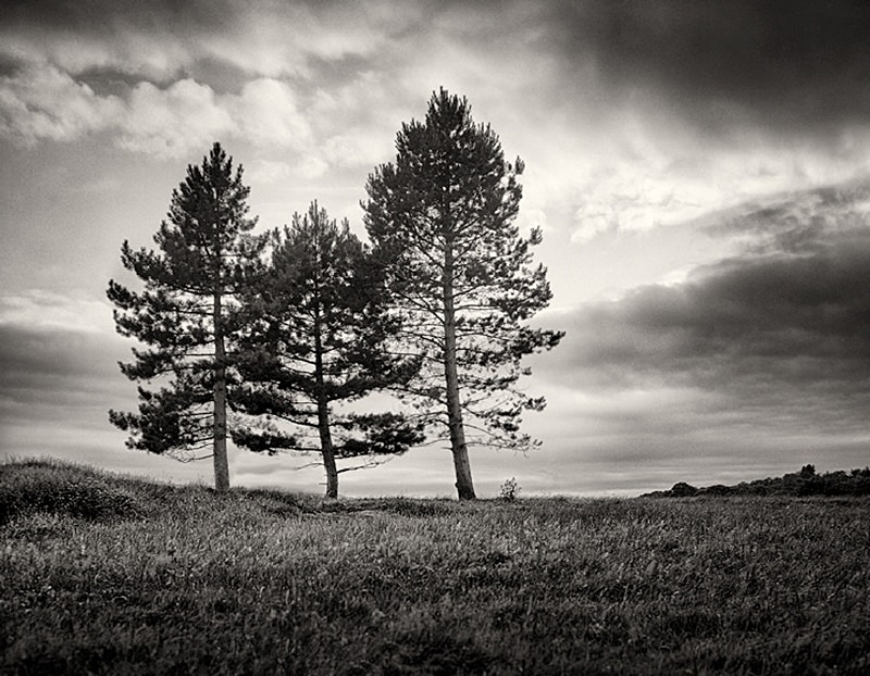 Three fern Trees photographed in Black and White