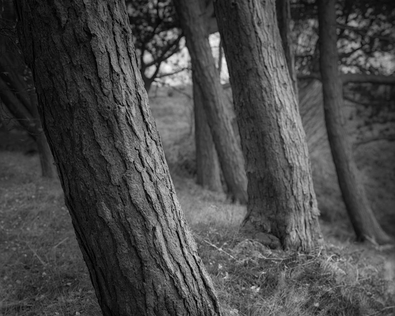 Tree Abstract - Landscapes