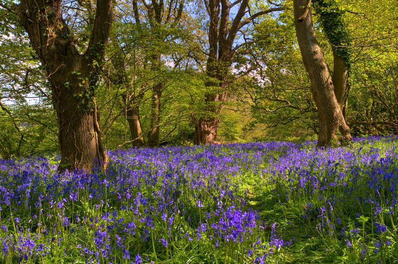 z1853 Borthwood Copse - Sandown, Shanklin, Luccombe and Wroxall