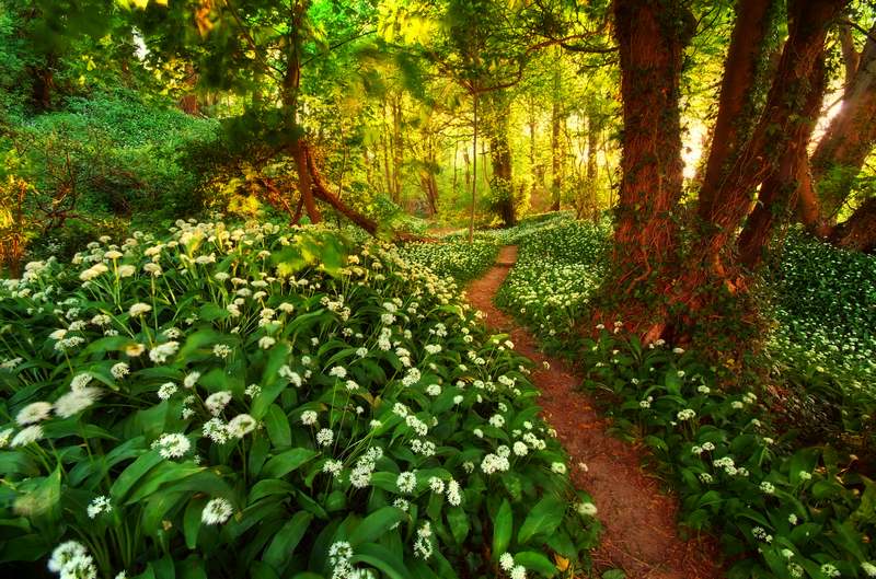 967 Wild Garlic, Shanklin Down - Sandown, Shanklin, Luccombe and Wroxall