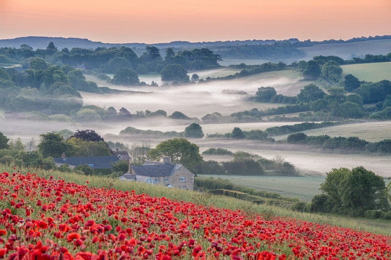 z4394 Misty Poppy Sunrise, Bowcombe - Latest images