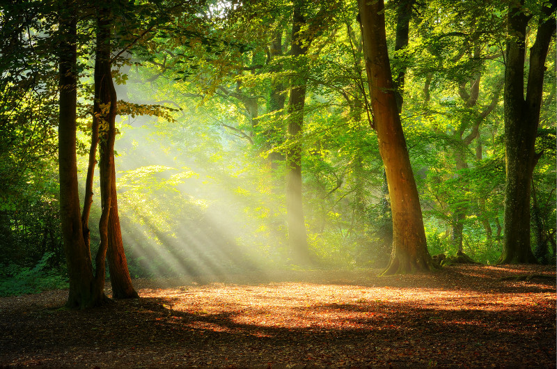 z3282 Autumn Rays Borthwood Copse - Sandown, Shanklin, Luccombe and Wroxall