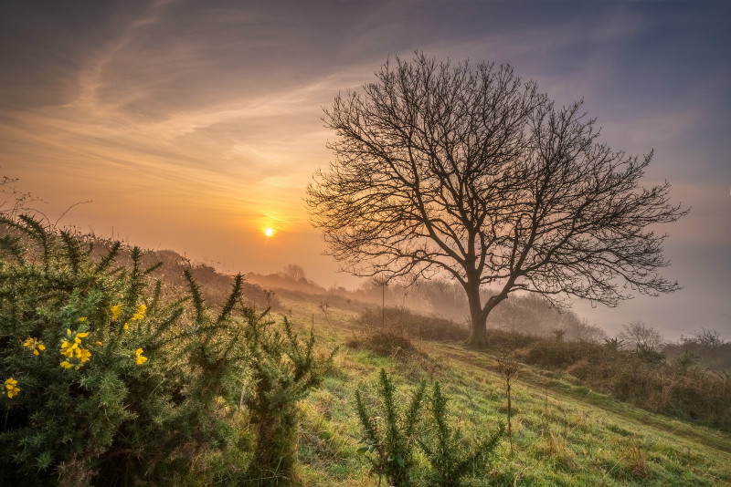 z2984 Brading Down Misty Morning - Seaview to Bembridge, Whitecliff Bay and Brading