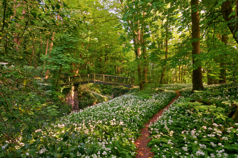 z1974 Wild Garlic, Shorwell - Blackgang to Compton inc Brighstone, Shorwell & West Wight