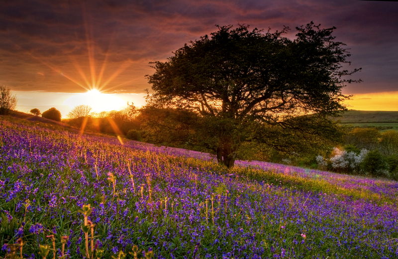 z1953 Bluebells, Ventnor Down - Ventnor to St Catherine's inc Bonchurch, Whitwell & the Undercliff