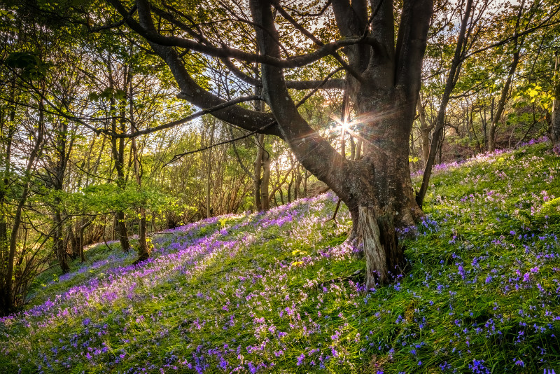 z3408 Mottistone Bluebells - The Inner Island inc Newport & Godshill