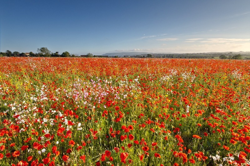 z2224 Poppy Meadow, Sandown - Sandown, Shanklin, Luccombe and Wroxall