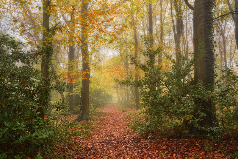 z2561 Autumn Mist, Combley Great Wood Havenstreet