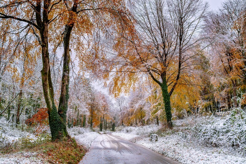 z4325 Brighstone Forest in the Snow - Blackgang to Compton inc Brighstone, Shorwell & West Wight