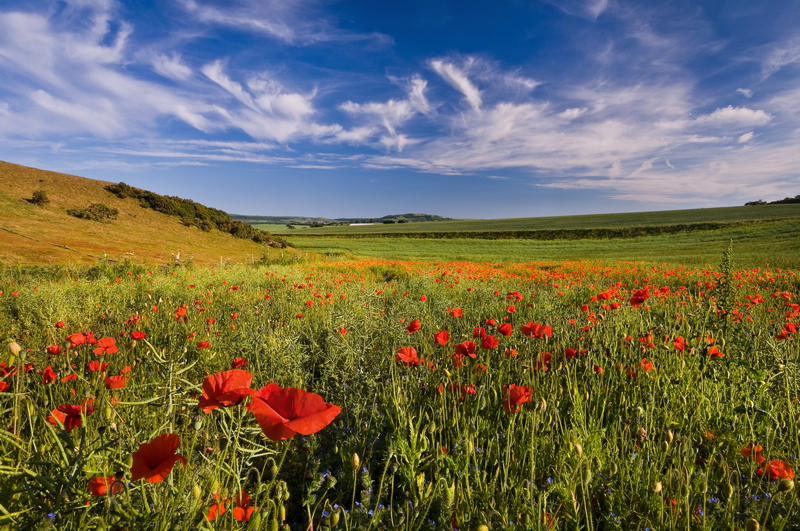 z1996 Summer Poppies, Arreton - The Inner Island inc Newport & Godshill