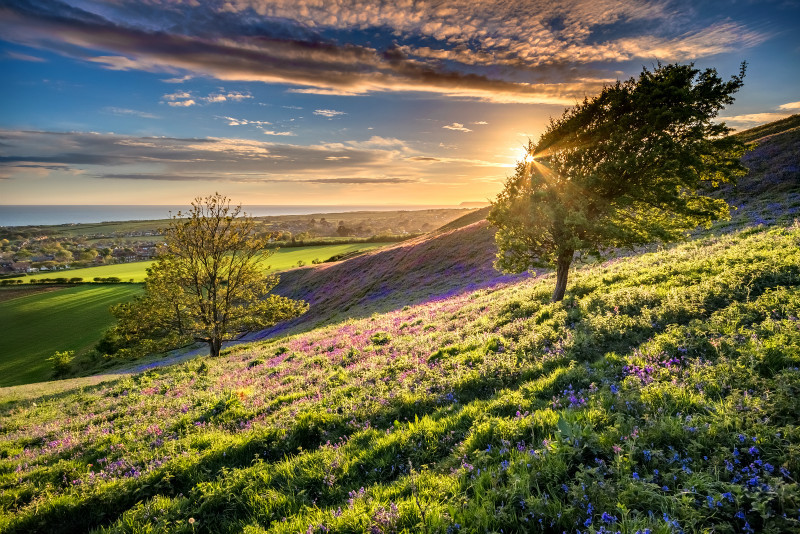 z3412 Bluebells, Brighstone Down - Blackgang to Compton inc Brighstone, Shorwell & West Wight