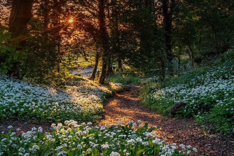 z4040 Morning Light, Greatwood Copse, Shanklin - Sandown, Shanklin, Luccombe and Wroxall