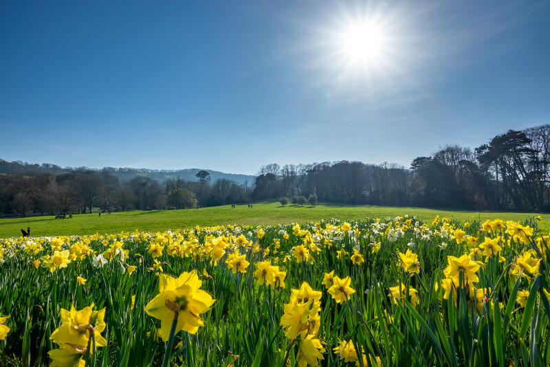 z3605 Springtime Daffs, Shanklin Big Mead - Sandown, Shanklin, Luccombe and Wroxall