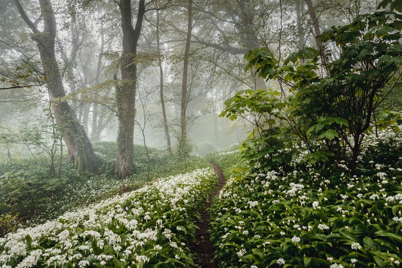 z3778 Wild Garlic, Shanklin Down - Sandown, Shanklin, Luccombe and Wroxall
