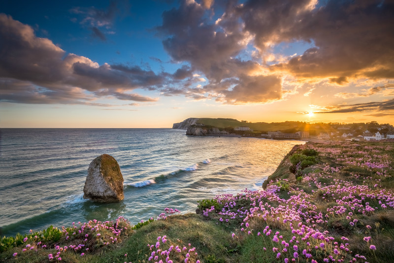 z2917 Sea Thrift, Freshwater Bay