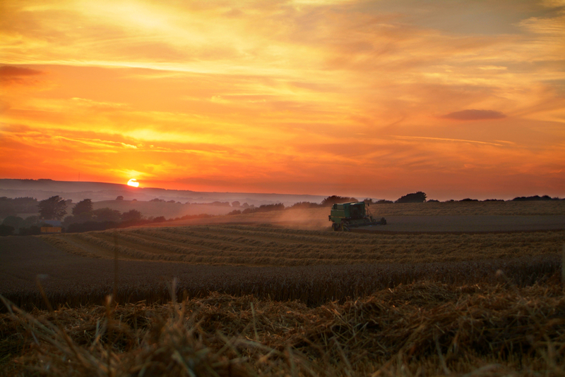 603 Evening Harvest - Sandown, Shanklin, Luccombe and Wroxall