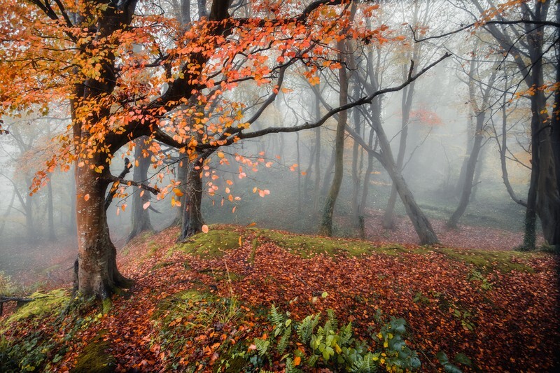 z4124 Autumn Colours, Greatwood Copse - Sandown, Shanklin, Luccombe and Wroxall