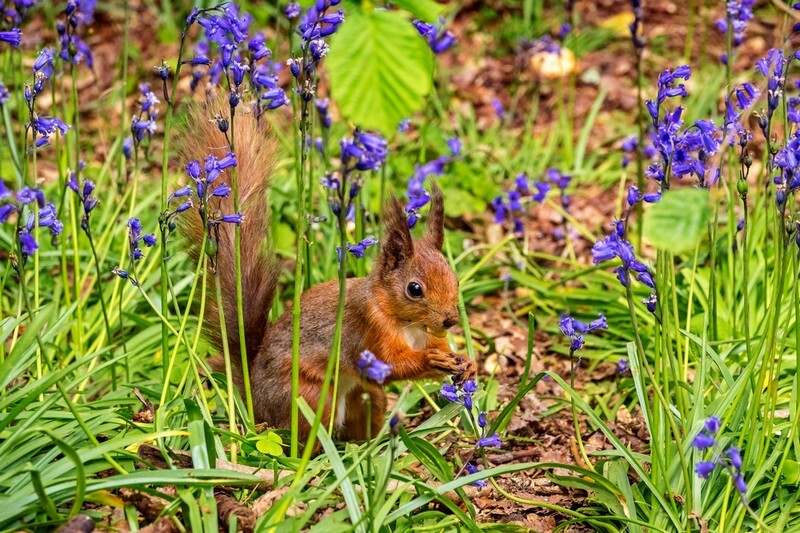 z3800 Red squirrel in the Bluebells, Borthwood Copse - Sandown, Shanklin, Luccombe and Wroxall