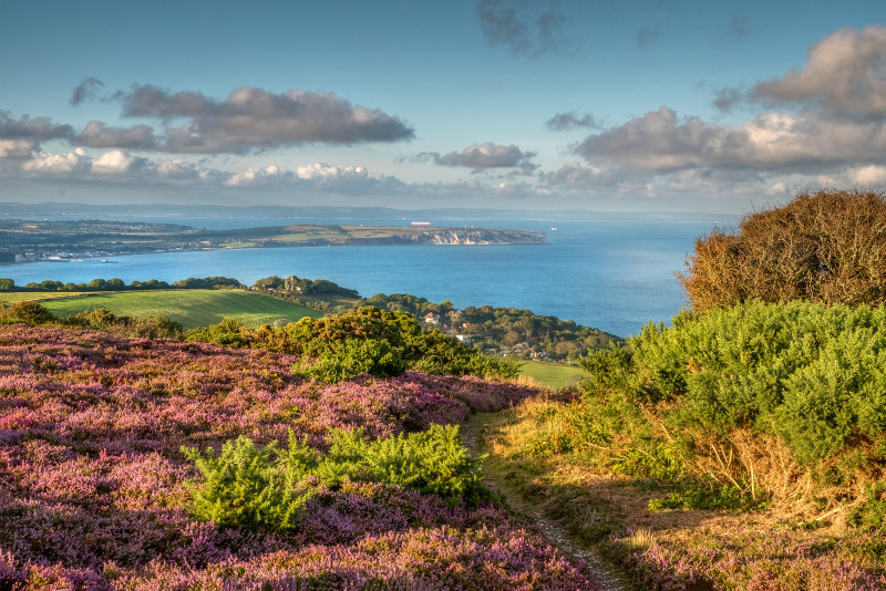 z2827 Wild Heather, Ventnor Down - Ventnor to St Catherine's inc Bonchurch, Whitwell & the Undercliff