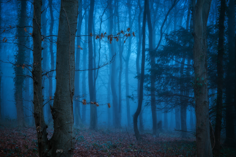 z3210 Misty Dusk Brighstone Forest - Blackgang to Compton inc Brighstone, Shorwell & West Wight
