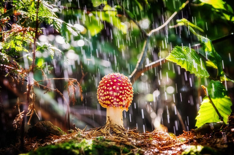 z4099 Autumnal Agaric in Parkhurst - The Inner Island inc Newport & Godshill