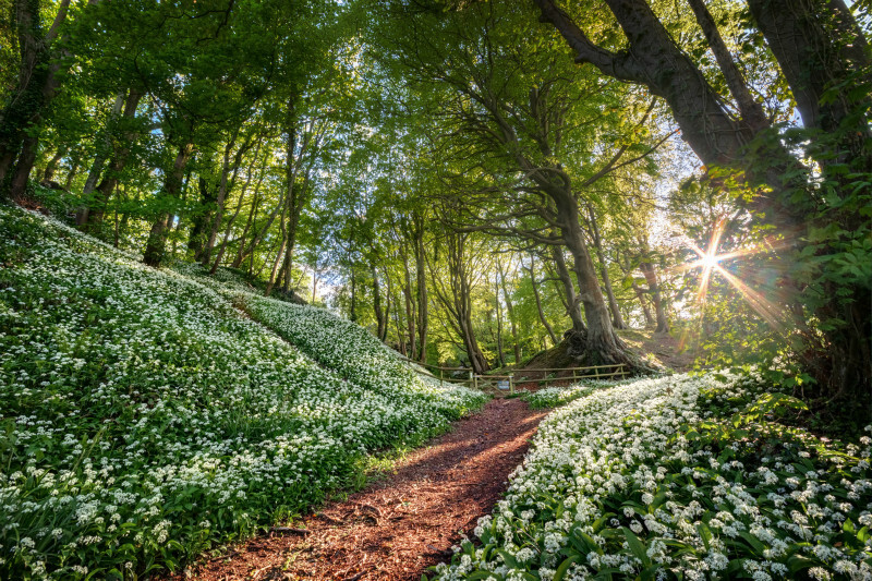 z3616 Evening Light, Greatwood Copse - Sandown, Shanklin, Luccombe and Wroxall