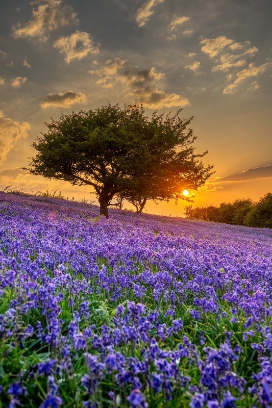 z4431 Bluebell Tree Ventnor Down - Latest images