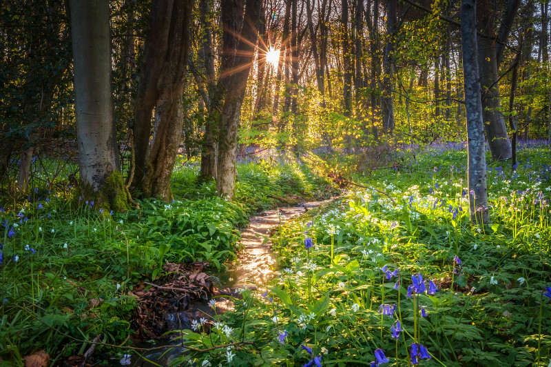 z3399 A forest in Spring, Wootton - East Cowes to Ryde inc Haventstreet, Ashey, Wooton & Binstead