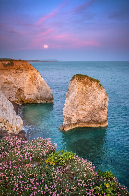 z3058 Thrift at Dusk, Freshwater Bay - Freshwater Bay to Colwell Bay inc the Needles